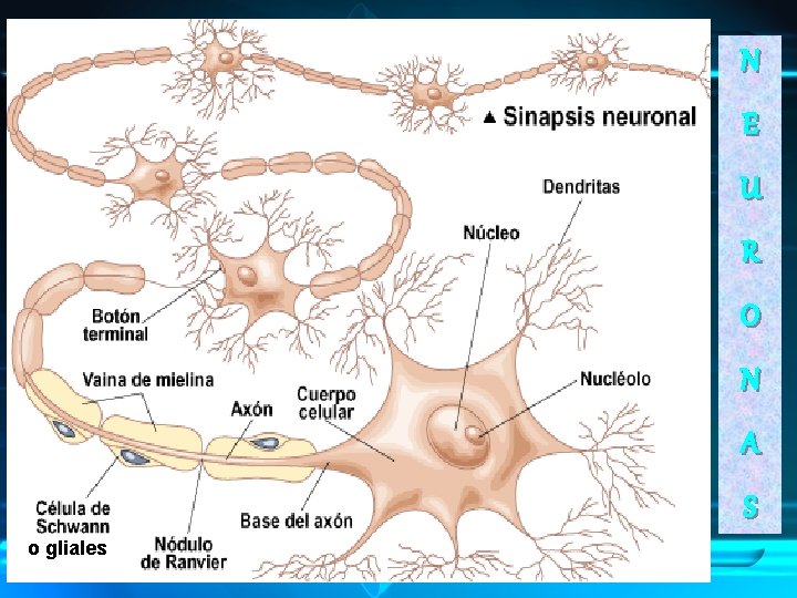 N E U R O N A S o gliales 