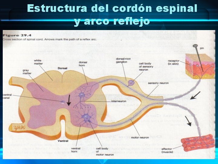 Estructura del cordón espinal y arco reflejo 