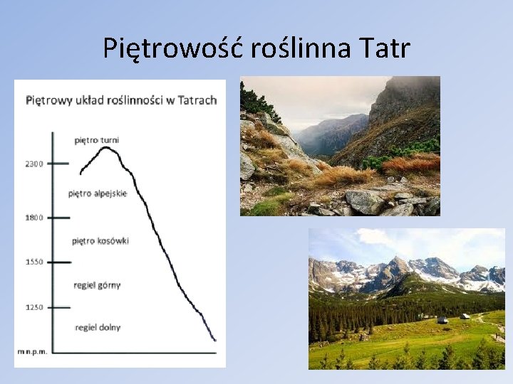 Piętrowość roślinna Tatr Piętrowość roślinna Tatr