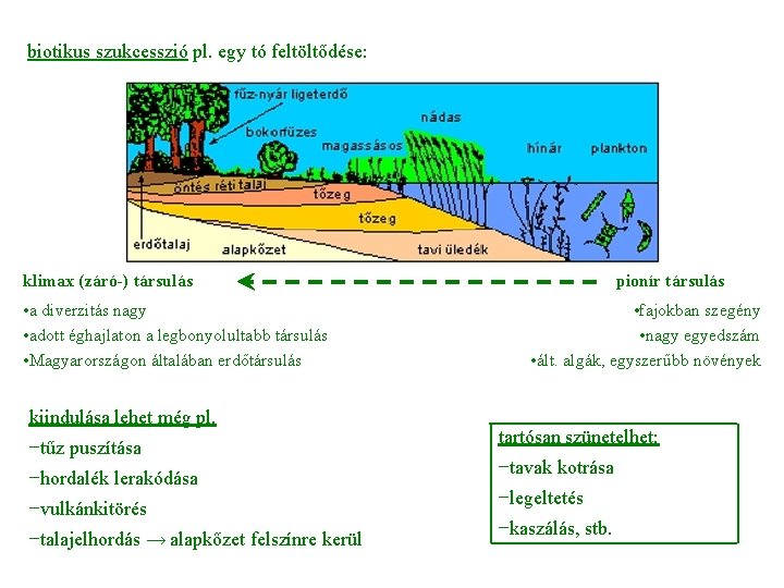 biotikus szukcesszió pl. egy tó feltöltődése: klimax (záró-) társulás • a diverzitás nagy •