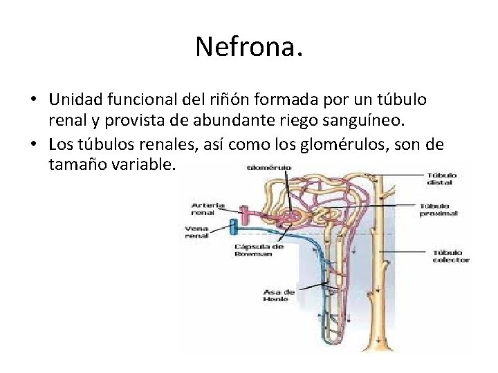 Nefrona. • Unidad funcional del riñón formada por un túbulo renal y provista de
