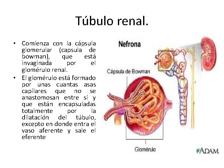 Túbulo renal. • Comienza con la cápsula glomerular (capsula de bowman), que está invaginada