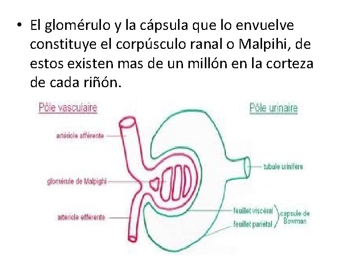  • El glomérulo y la cápsula que lo envuelve constituye el corpúsculo ranal