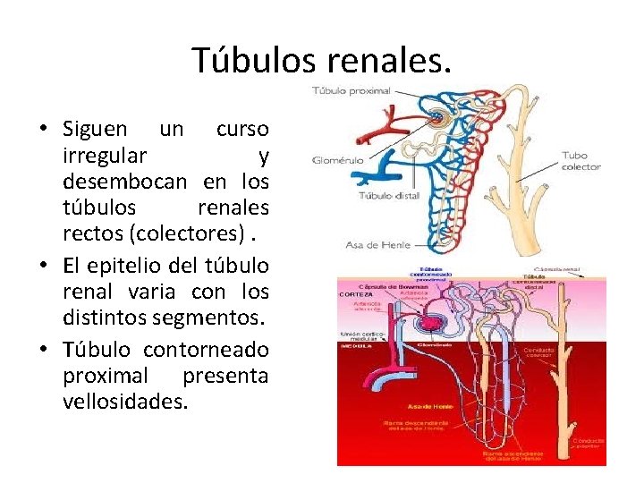 Túbulos renales. • Siguen un curso irregular y desembocan en los túbulos renales rectos