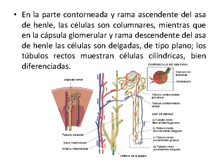  • En la parte contorneada y rama ascendente del asa de henle, las