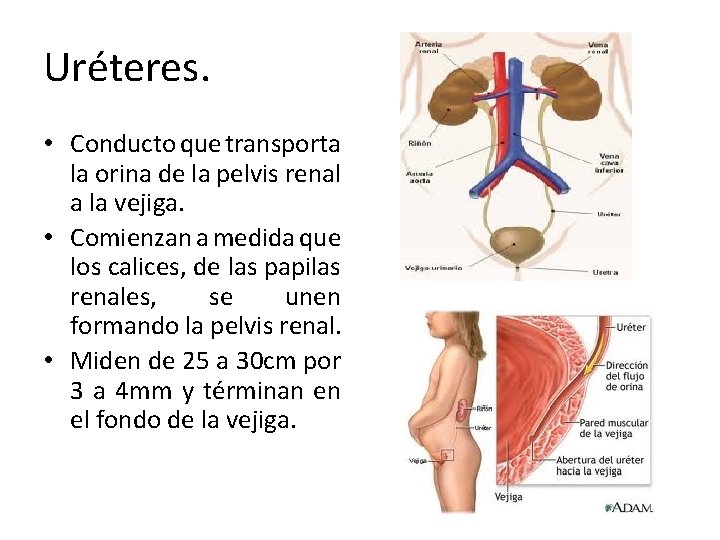 Uréteres. • Conducto que transporta la orina de la pelvis renal a la vejiga.