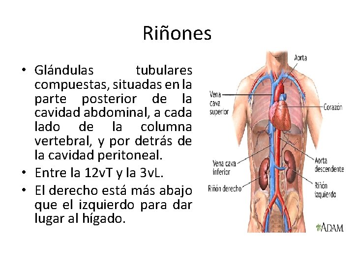 Riñones • Glándulas tubulares compuestas, situadas en la parte posterior de la cavidad abdominal,