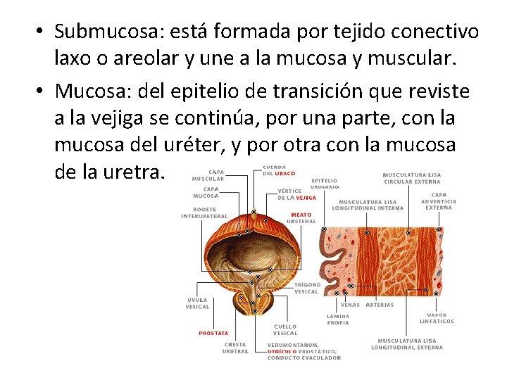  • Submucosa: está formada por tejido conectivo laxo o areolar y une a