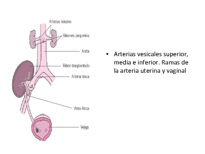  • Arterias vesicales superior, media e inferior. Ramas de la arteria uterina y