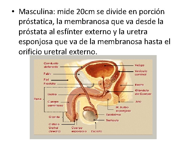  • Masculina: mide 20 cm se divide en porción próstatica, la membranosa que