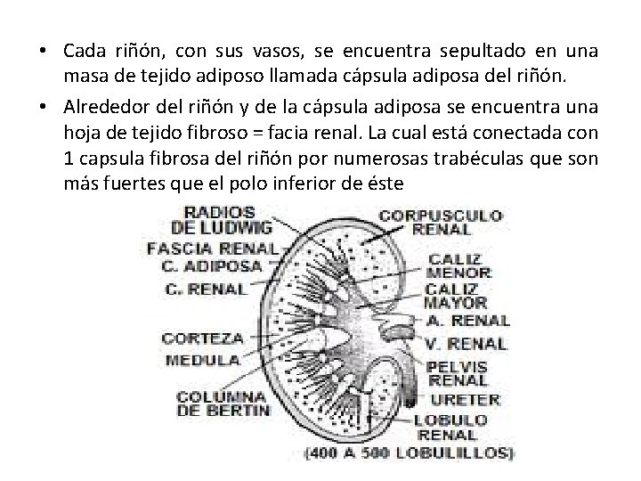  • Cada riñón, con sus vasos, se encuentra sepultado en una masa de