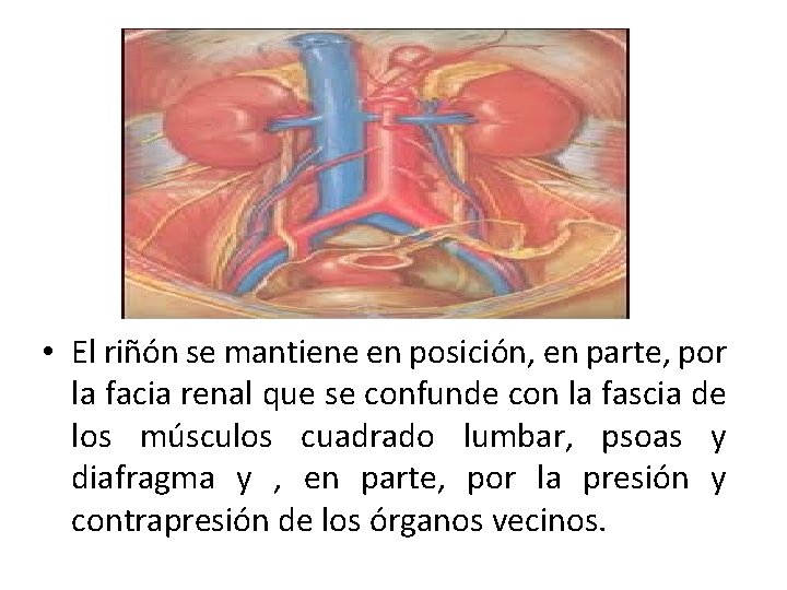  • El riñón se mantiene en posición, en parte, por la facia renal