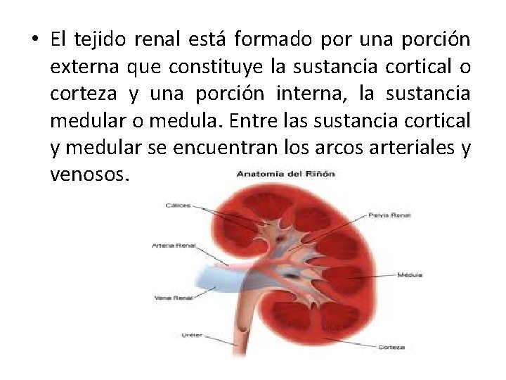  • El tejido renal está formado por una porción externa que constituye la