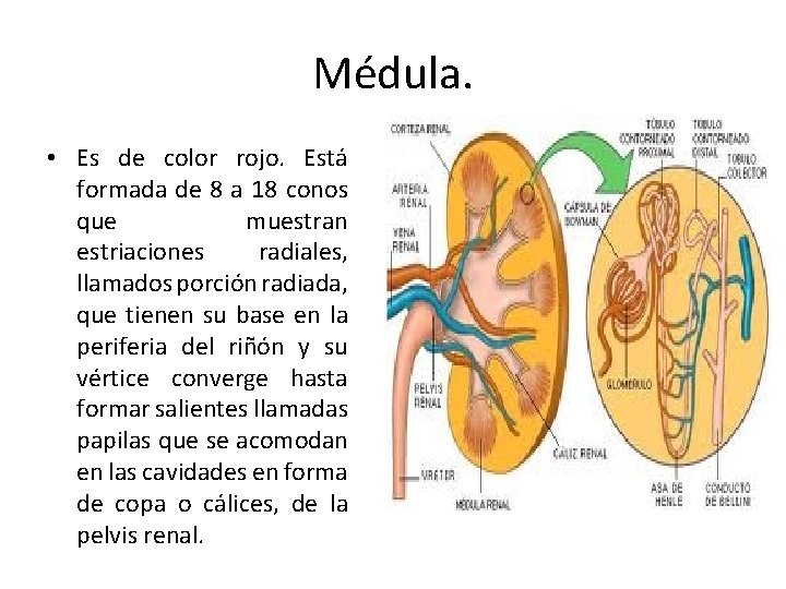 Médula. • Es de color rojo. Está formada de 8 a 18 conos que