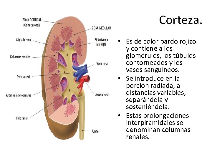 Corteza. • Es de color pardo rojizo y contiene a los glomérulos, los túbulos