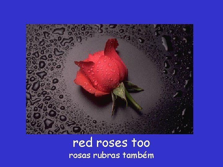 red roses too rosas rubras também 