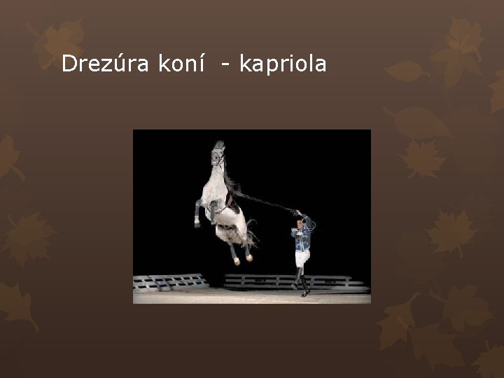 Drezúra koní - kapriola 