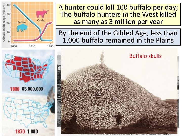A hunter could kill 100 buffalo per day; The buffalo hunters in the West
