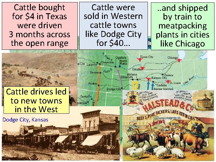 Cattle bought for $4 in Texas were driven 3 months across the open range