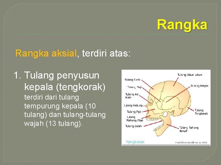 Rangka aksial, terdiri atas: 1. Tulang penyusun kepala (tengkorak) terdiri dari tulang tempurung kepala