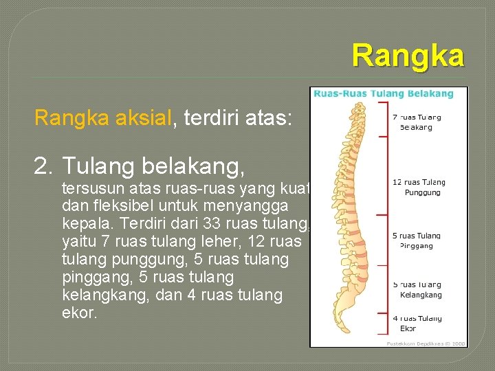 Rangka aksial, terdiri atas: 2. Tulang belakang, tersusun atas ruas-ruas yang kuat dan fleksibel