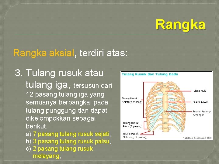 Rangka aksial, terdiri atas: 3. Tulang rusuk atau tulang iga, tersusun dari 12 pasang