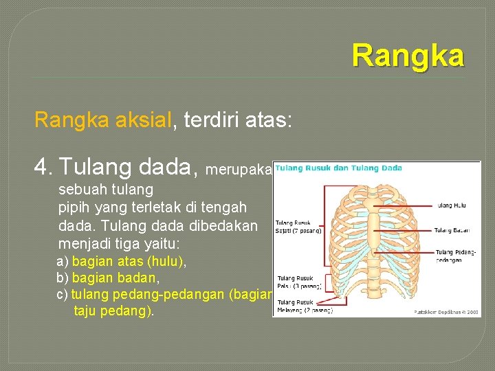 Rangka aksial, terdiri atas: 4. Tulang dada, merupakan sebuah tulang pipih yang terletak di