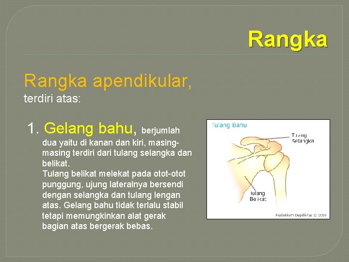 Rangka apendikular, terdiri atas: 1. Gelang bahu, berjumlah dua yaitu di kanan dan kiri,