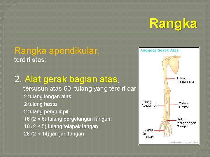 Rangka apendikular, terdiri atas: 2. Alat gerak bagian atas, tersusun atas 60 tulang yang