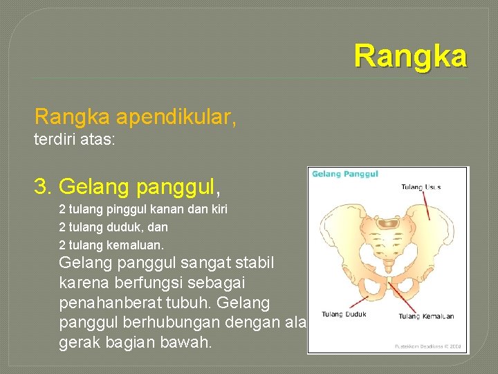 Rangka apendikular, terdiri atas: 3. Gelang panggul, 2 tulang pinggul kanan dan kiri 2