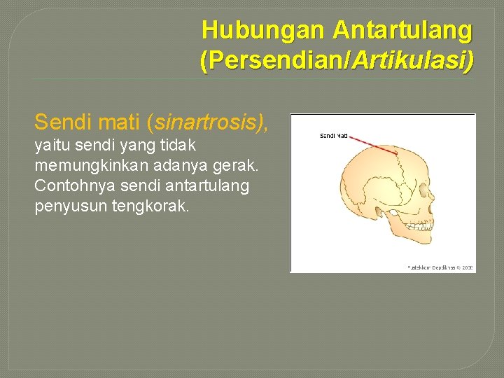 Hubungan Antartulang (Persendian/Artikulasi) Sendi mati (sinartrosis), yaitu sendi yang tidak memungkinkan adanya gerak. Contohnya