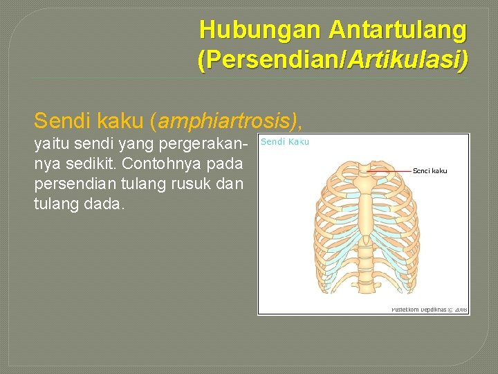 Hubungan Antartulang (Persendian/Artikulasi) Sendi kaku (amphiartrosis), yaitu sendi yang pergerakannya sedikit. Contohnya pada persendian