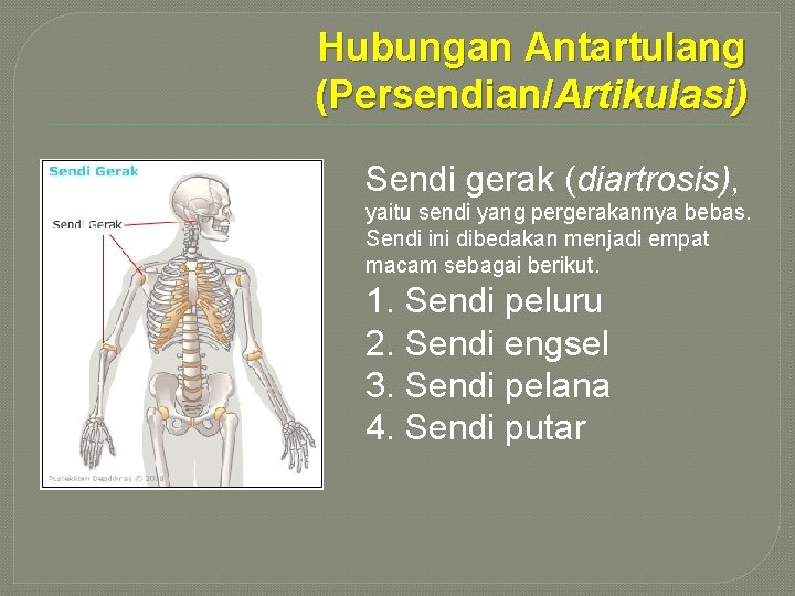 Hubungan Antartulang (Persendian/Artikulasi) Sendi gerak (diartrosis), yaitu sendi yang pergerakannya bebas. Sendi ini dibedakan