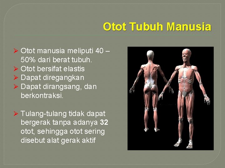 Otot Tubuh Manusia Ø Otot manusia meliputi 40 – 50% dari berat tubuh. Ø