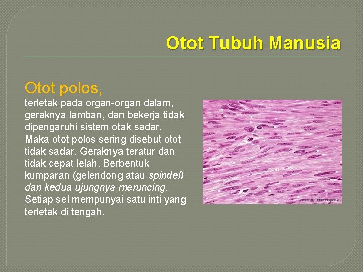 Otot Tubuh Manusia Otot polos, terletak pada organ-organ dalam, geraknya lamban, dan bekerja tidak