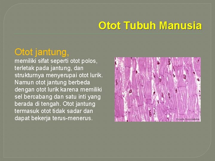 Otot Tubuh Manusia Otot jantung, memiliki sifat seperti otot polos, terletak pada jantung, dan