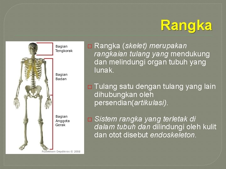 Rangka � Rangka (skelet) merupakan rangkaian tulang yang mendukung dan melindungi organ tubuh yang