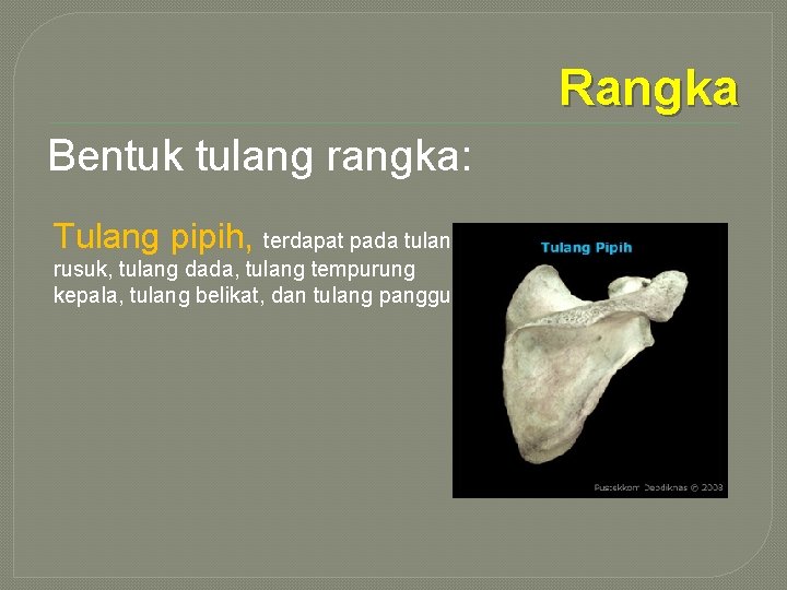 Rangka Bentuk tulang rangka: Tulang pipih, terdapat pada tulang rusuk, tulang dada, tulang tempurung