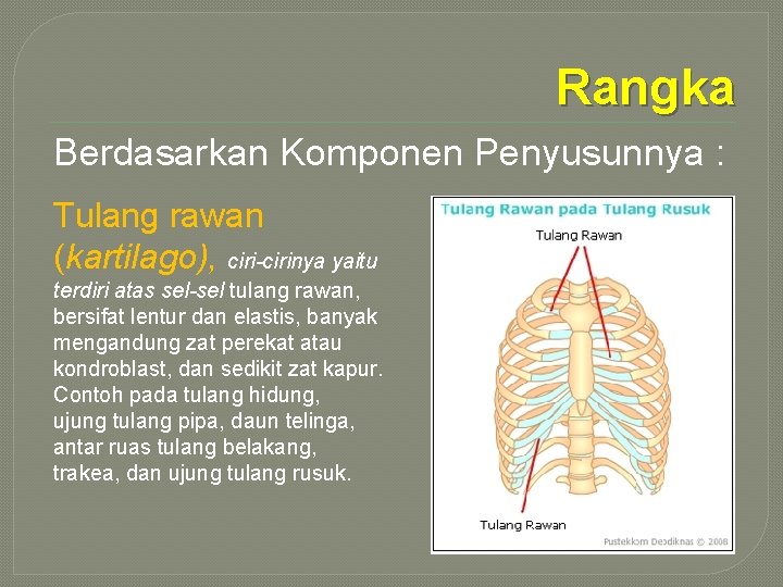 Rangka Berdasarkan Komponen Penyusunnya : Tulang rawan (kartilago), ciri-cirinya yaitu terdiri atas sel-sel tulang