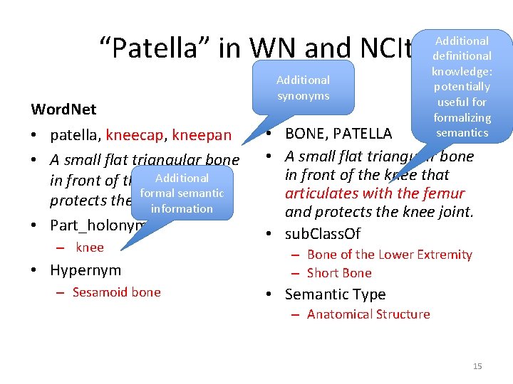 “Patella” in WN and NCIt Word. Net • patella, kneecap, kneepan • A small