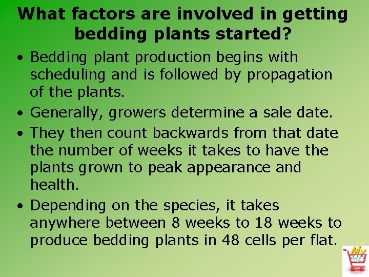 What factors are involved in getting bedding plants started? • Bedding plant production begins
