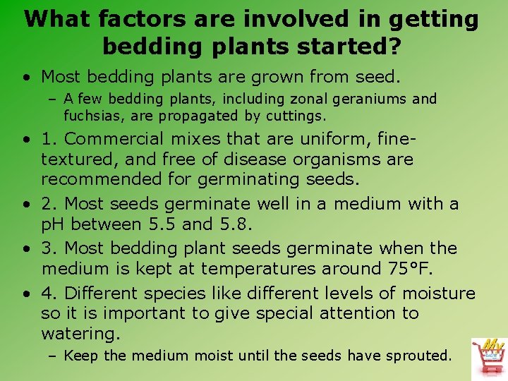 What factors are involved in getting bedding plants started? • Most bedding plants are