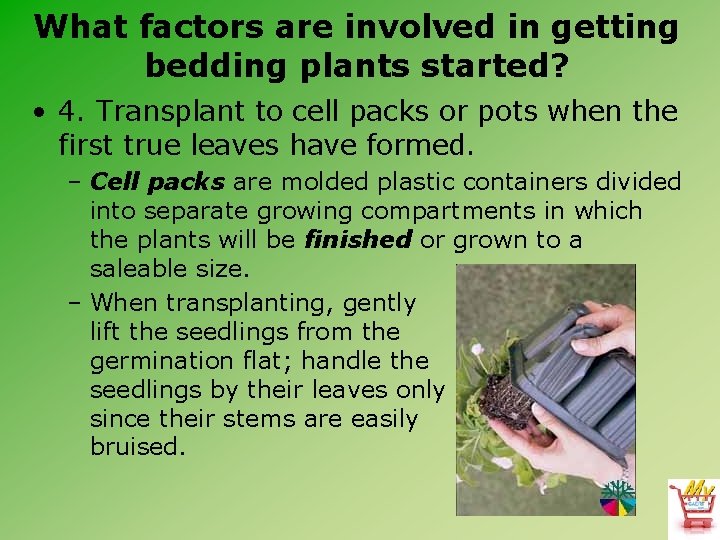 What factors are involved in getting bedding plants started? • 4. Transplant to cell