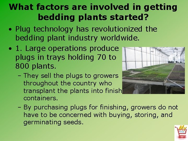 What factors are involved in getting bedding plants started? • Plug technology has revolutionized