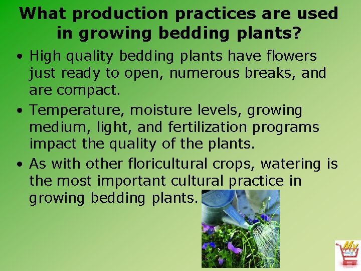 What production practices are used in growing bedding plants? • High quality bedding plants