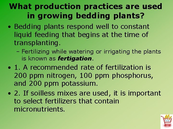 What production practices are used in growing bedding plants? • Bedding plants respond well