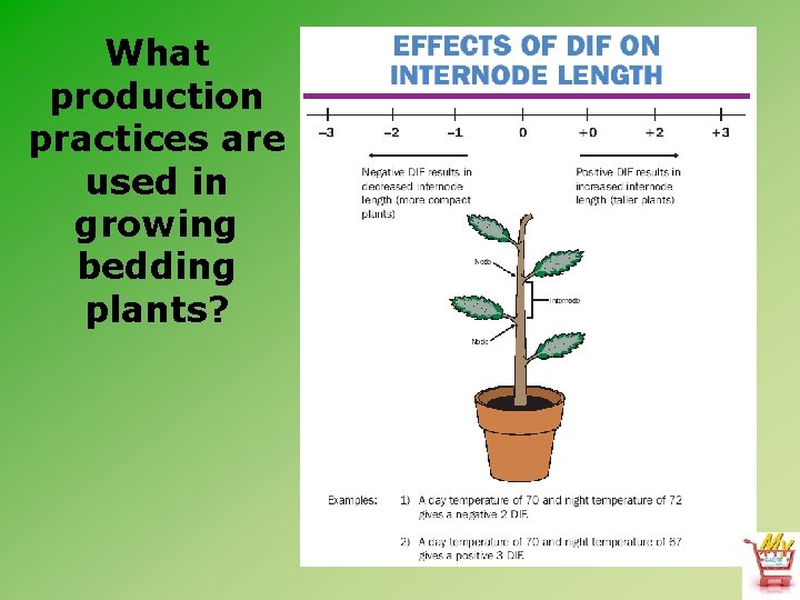 What production practices are used in growing bedding plants? 