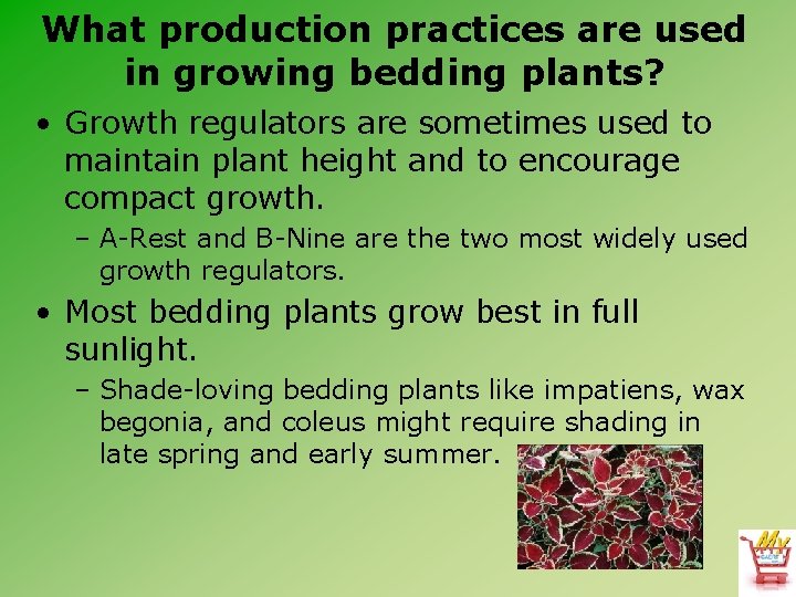 What production practices are used in growing bedding plants? • Growth regulators are sometimes