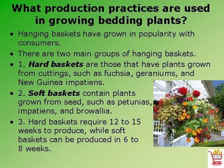 What production practices are used in growing bedding plants? • Hanging baskets have grown
