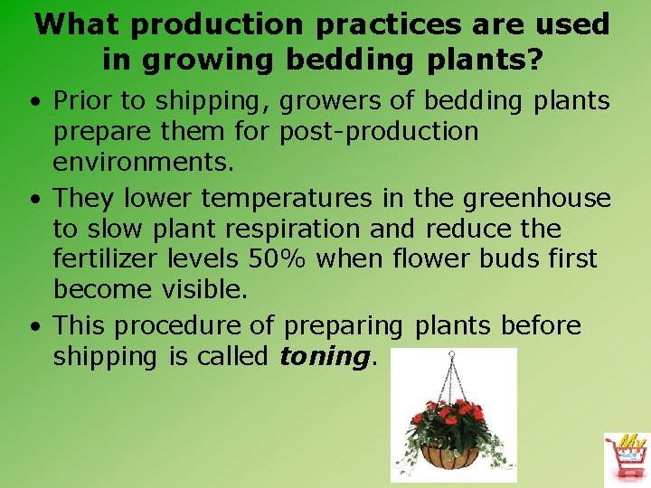 What production practices are used in growing bedding plants? • Prior to shipping, growers